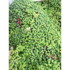 Fuchsia procumbens Fuchsia procumbens